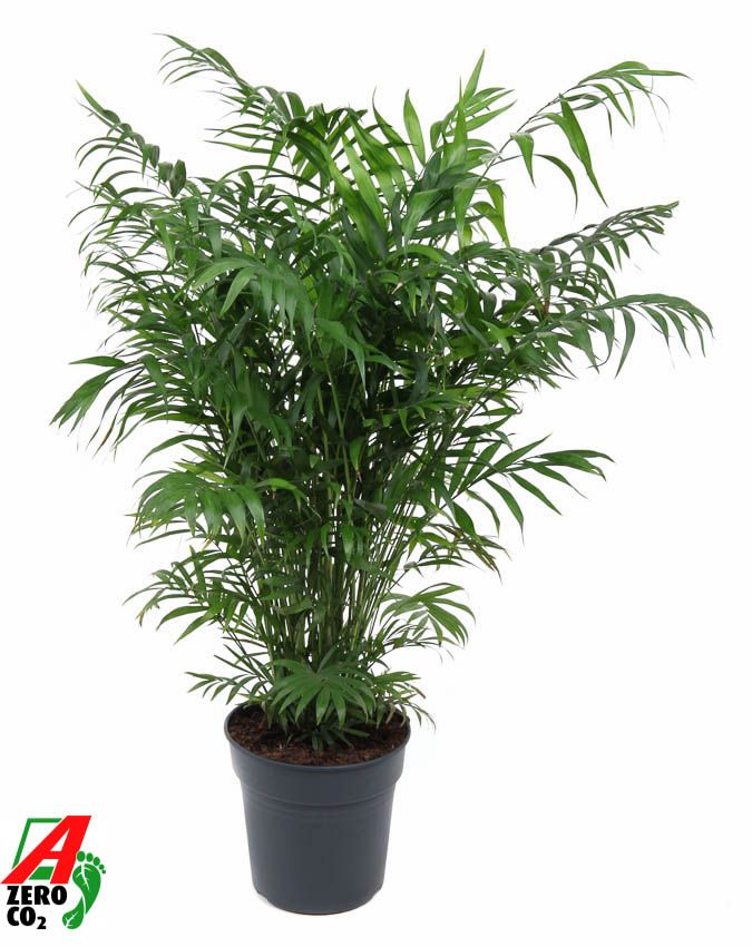 Chamaedorea Elegans P24, D 24