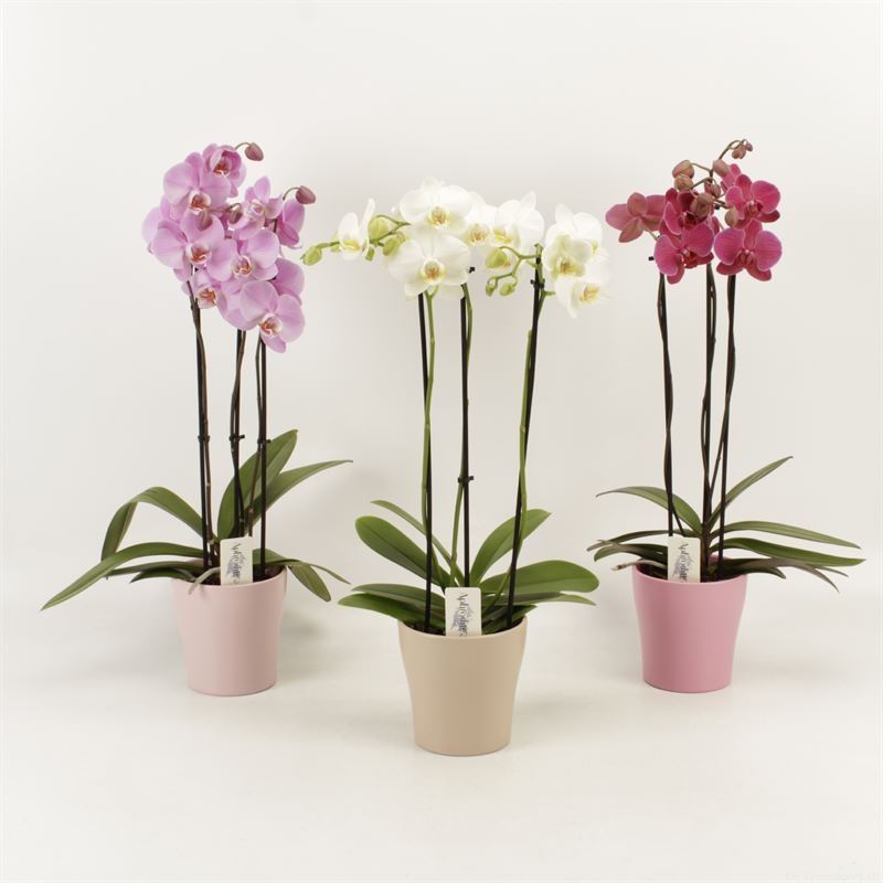 Phalaenopsis gemengd 3 tak gemengd in pastel Moederdag keramiek, D 12