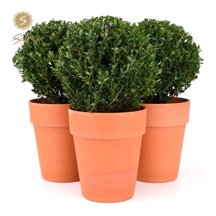 Ilex crenata 'Jenny'® Ball Ø20cm P17 in Ceramic Terracotta, D 19