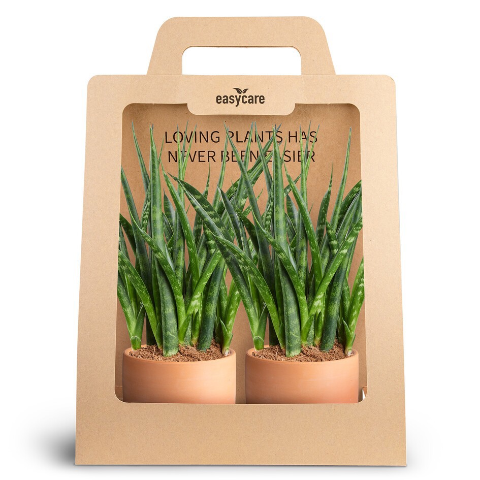 SANSEVIERIA PARVA 30990019 2-Pack Raw Twrracotta, D 10