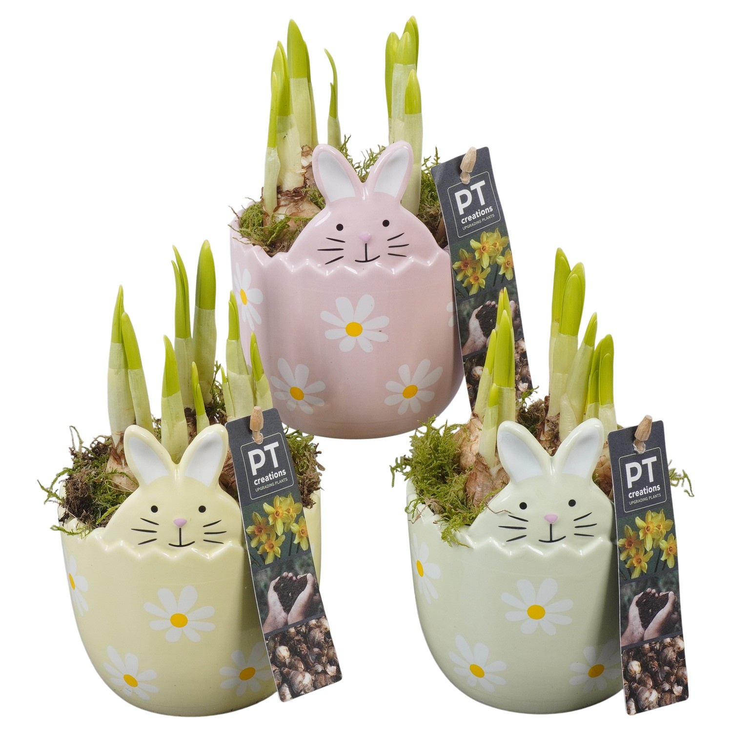 PTNP4542 Arrangement Narcissus Easter in keramiek konijn pot, D 11