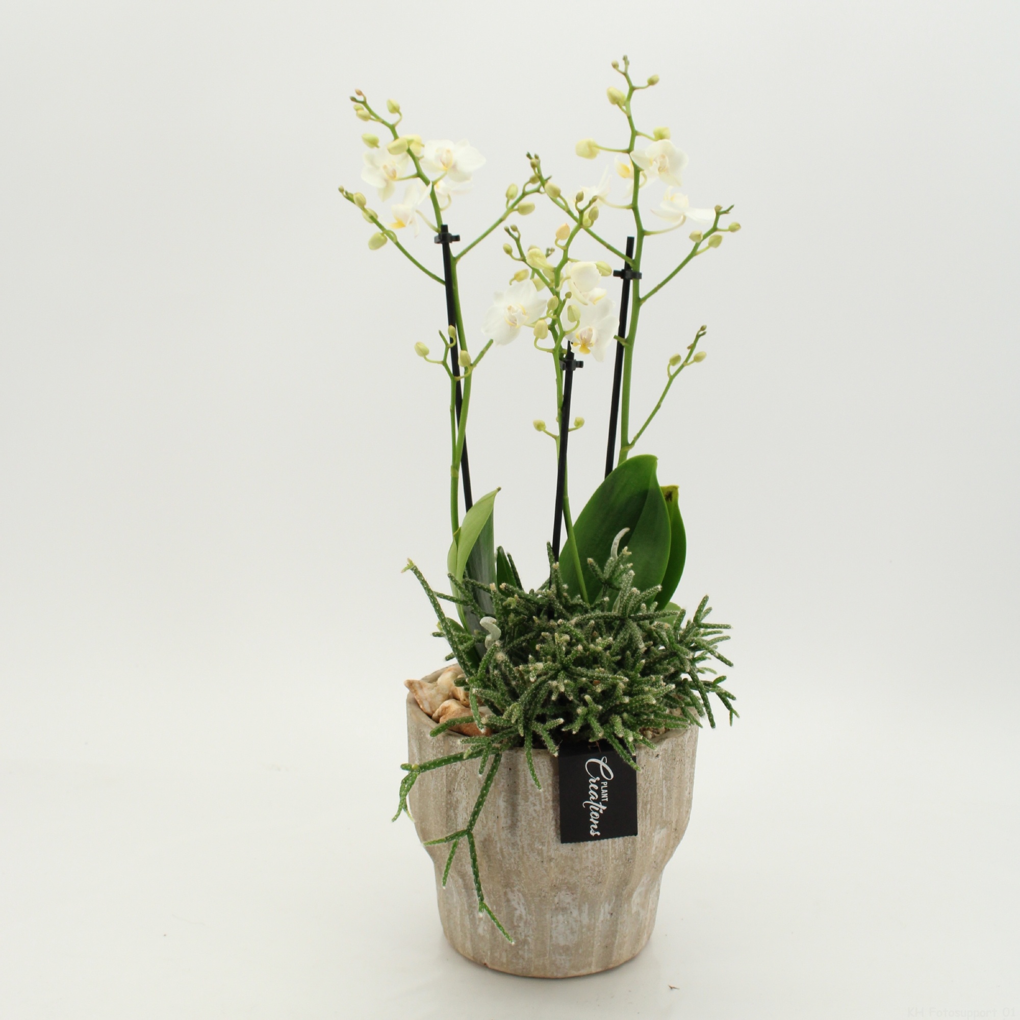 PHAL-2637 Phalaenopsis creatie, D 16