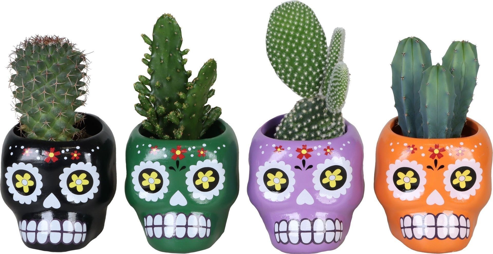 L 66481 With Cactus Mix 6 cm, D 6