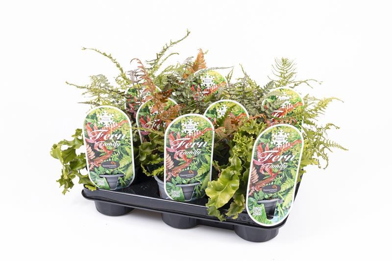 PHYLLITIS SCOLOPENDRIUM, D 11