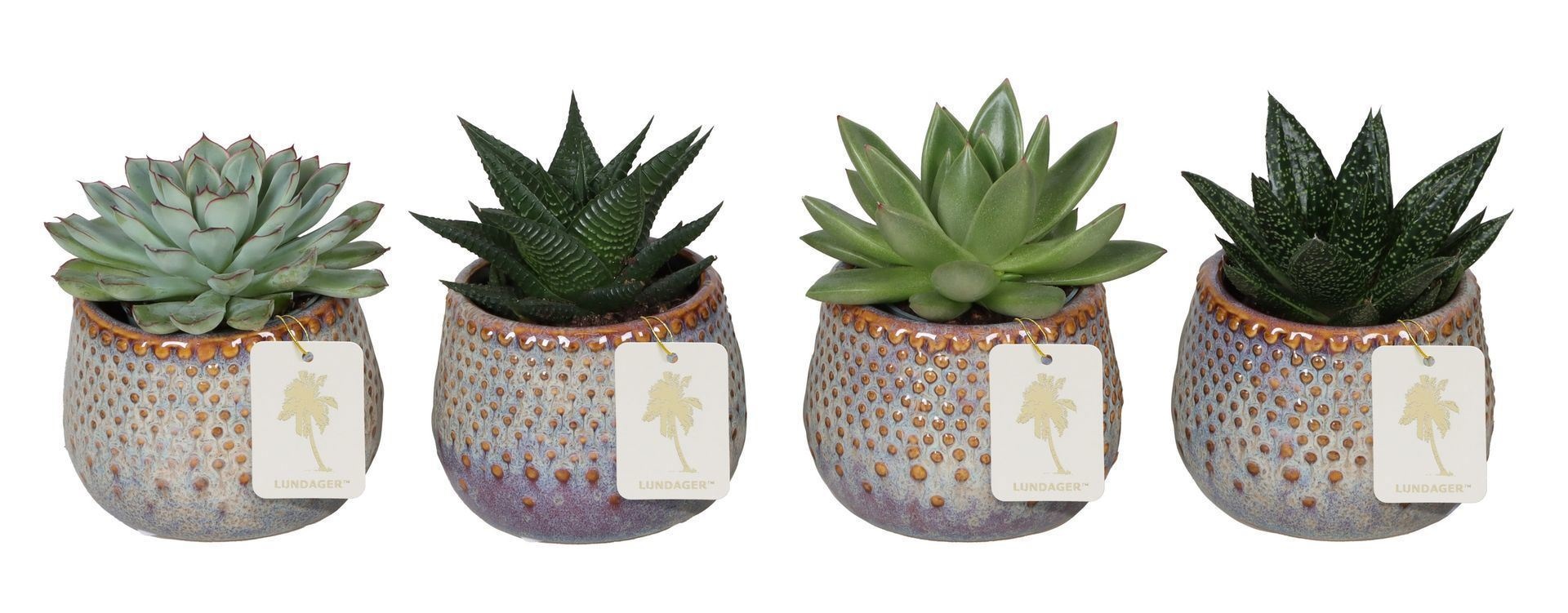 L 67250 With Succulent Mix 6 cm, D 6