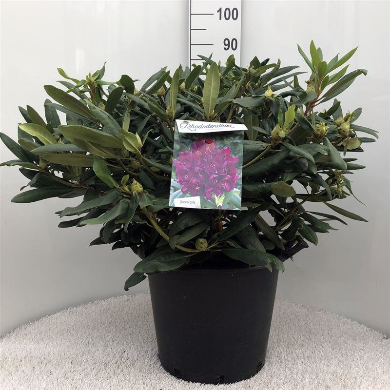 Rhodo. 'Marcel Menard' dark purple, D 40