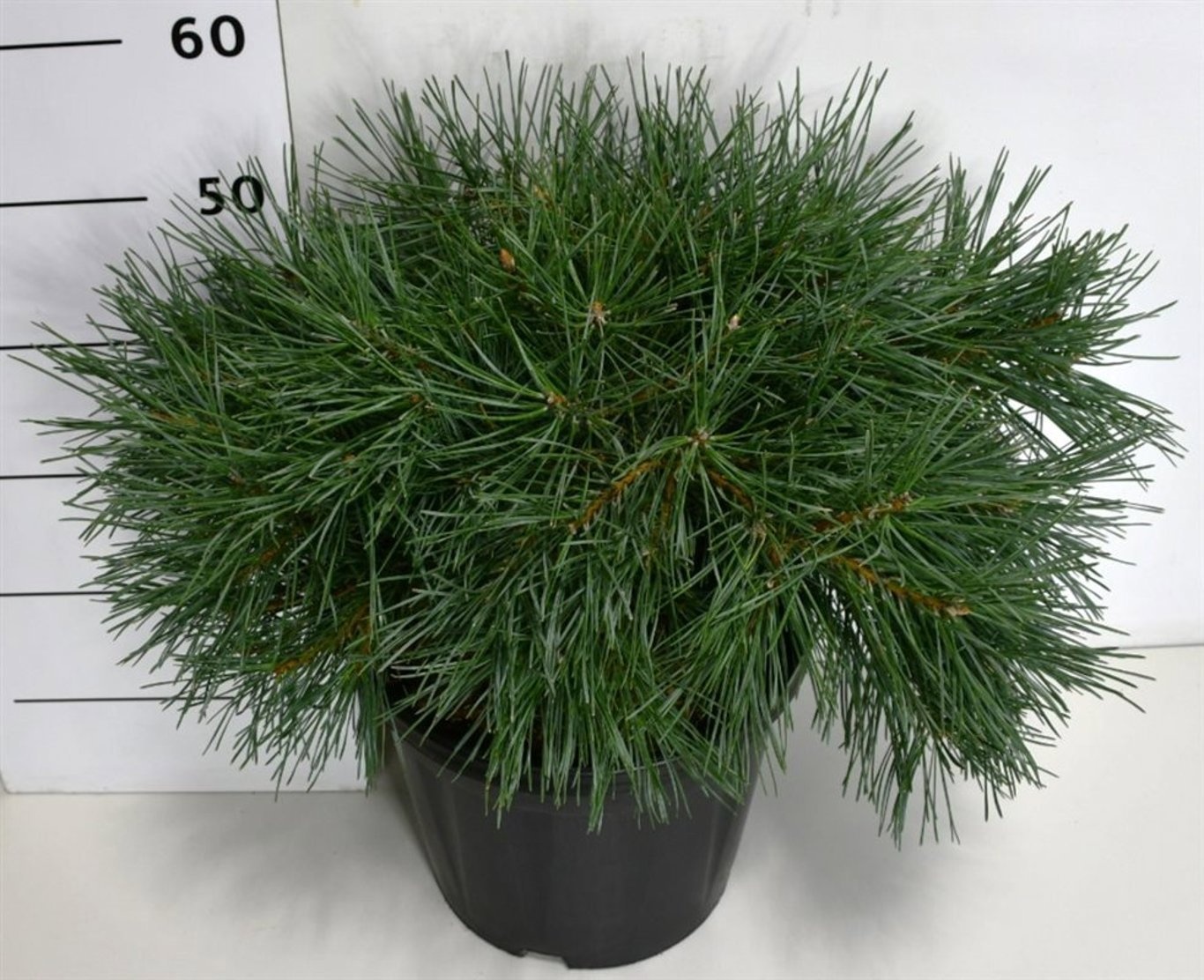 Pinus sylv. 'Repens', D 32