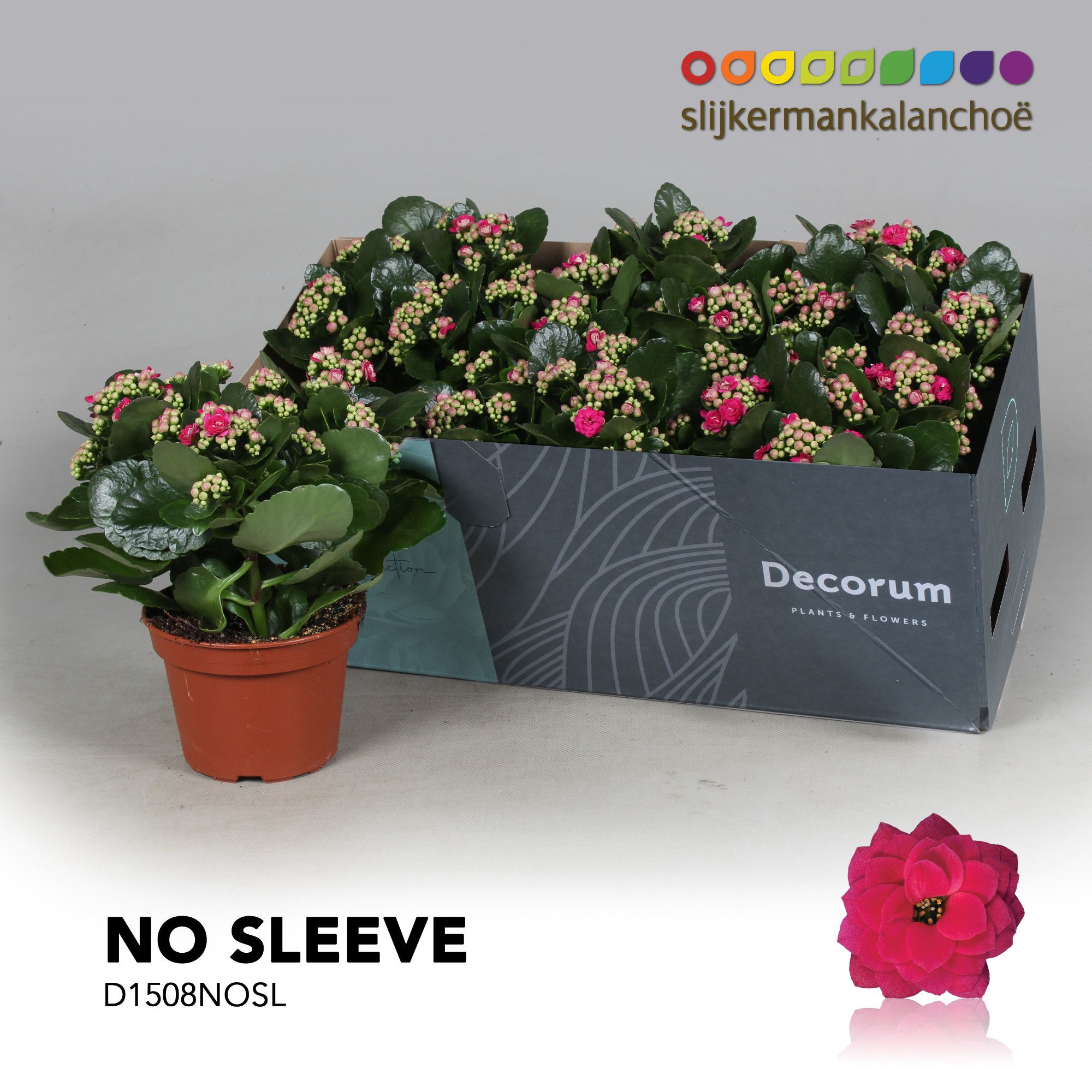 Kalanchoe No Sleeve - Purple, D 15