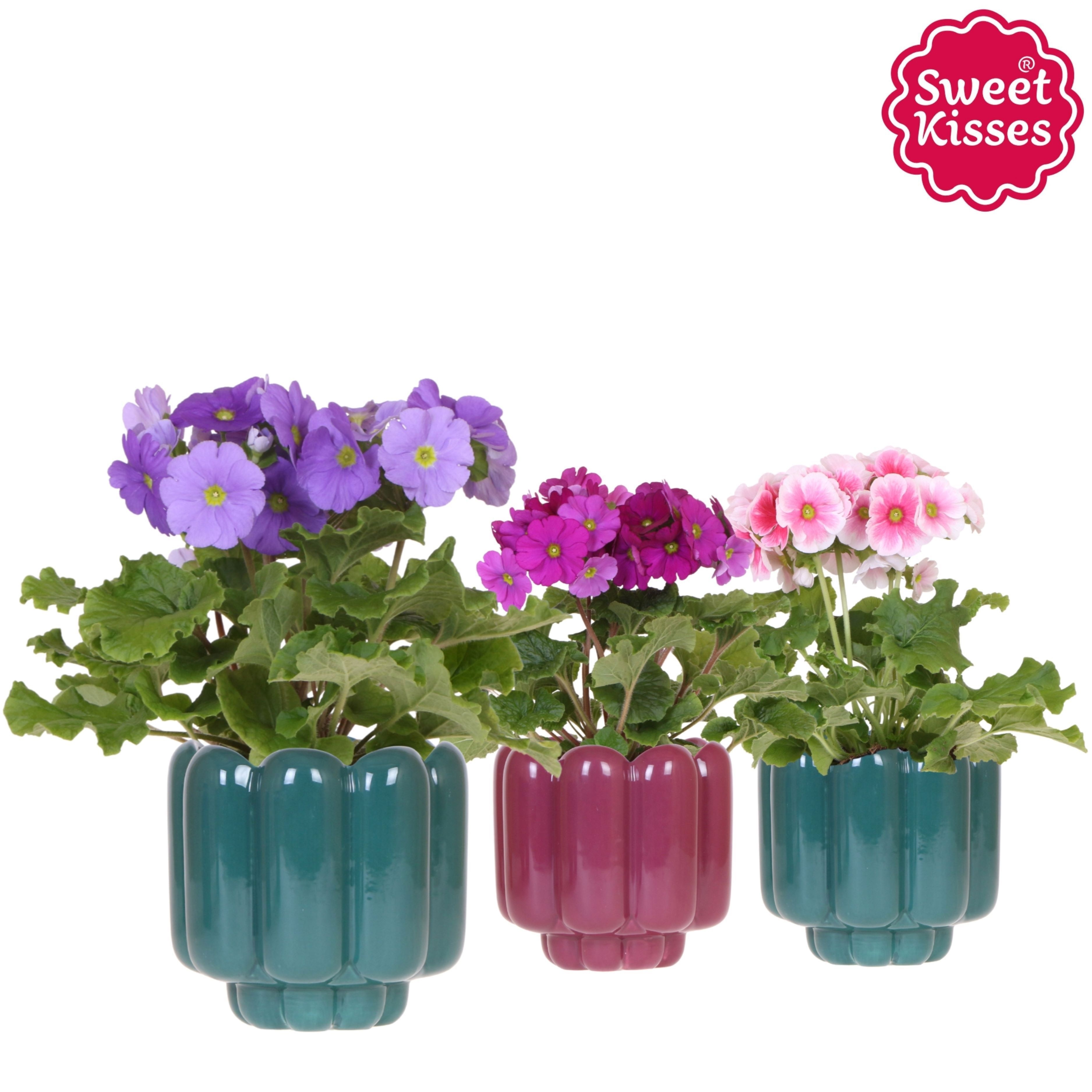 Primula Obconica Sweet Kisses mix in Retro pot green mix, D 12