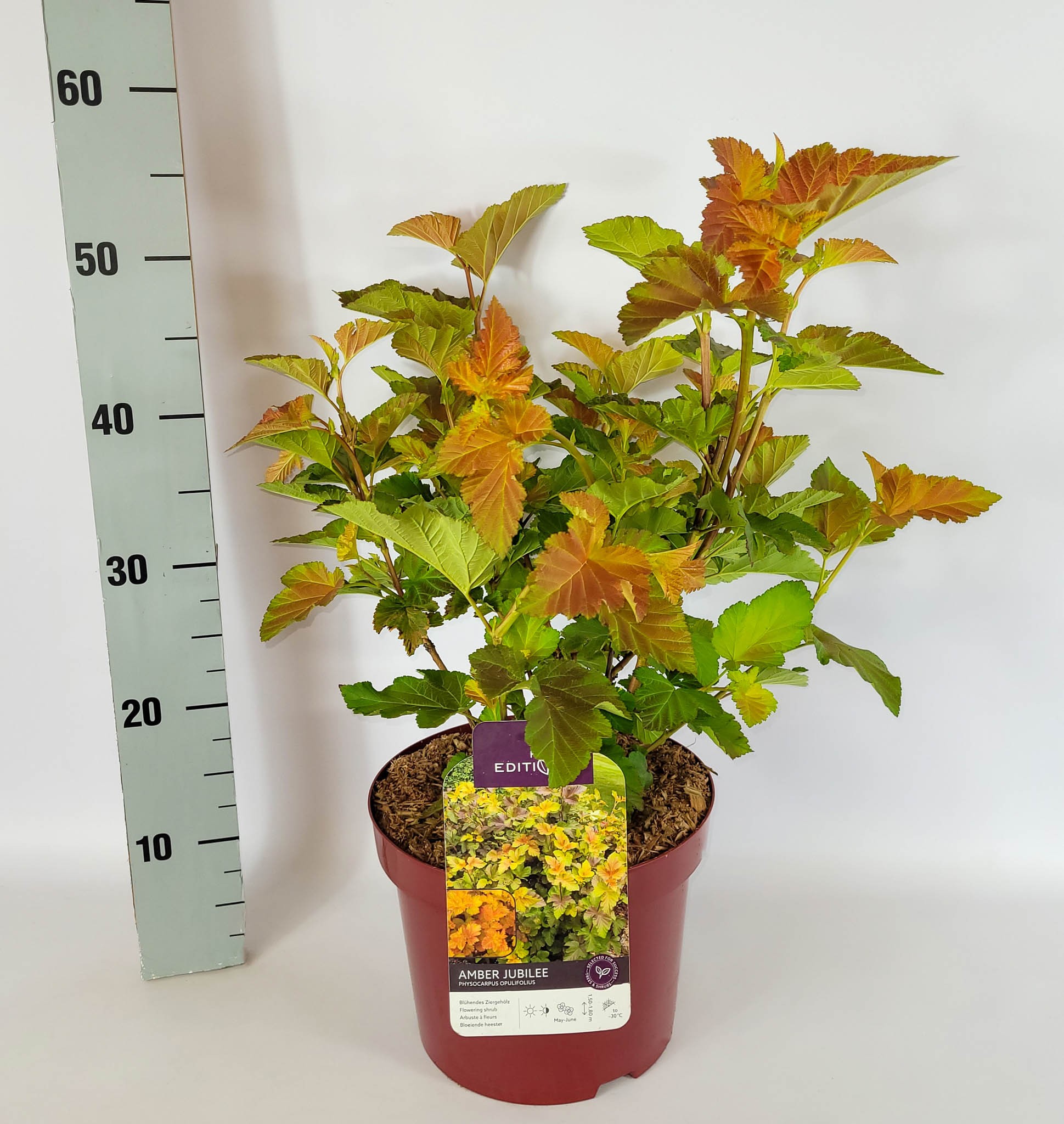 Physocarpus opulifolius 'Amber Jubilee' (R) C5 40-60, D 23