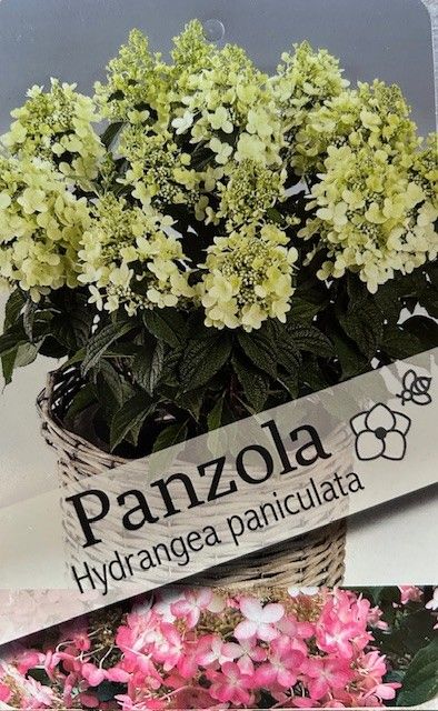 Hydrangea pan. 'Panzola' P29, D 29