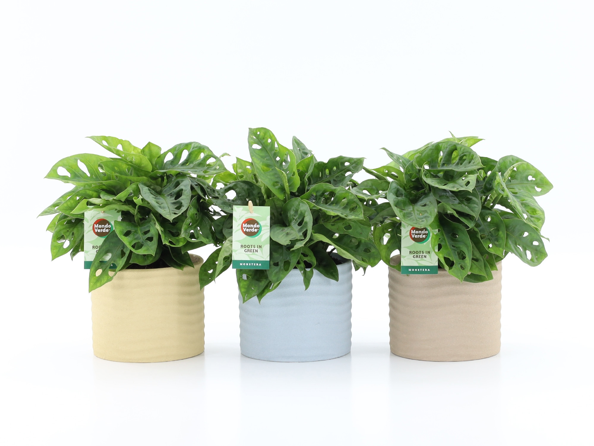 Monstera Adansonii in Ibiza keramiek, D 13