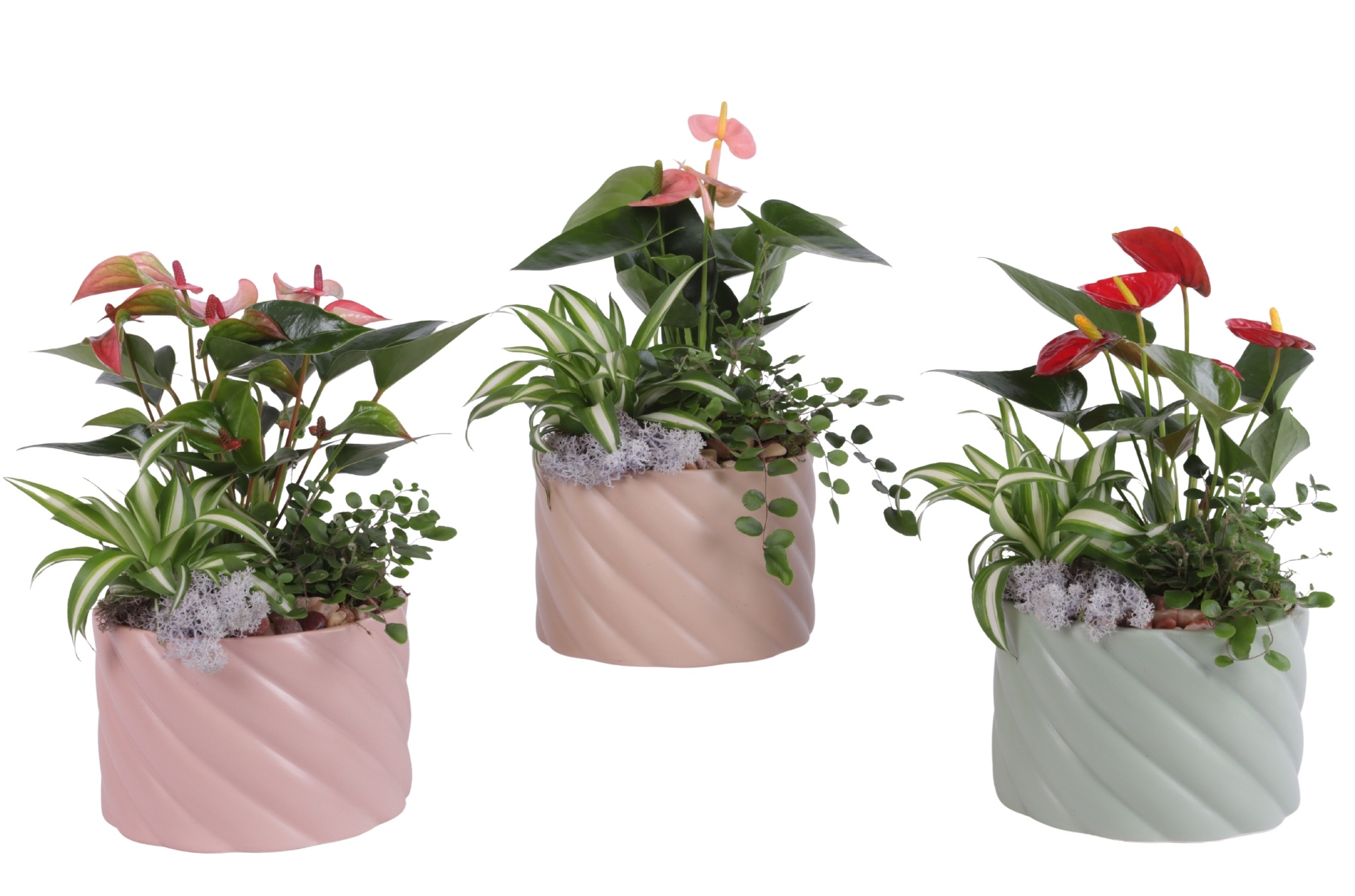 Yearround Arr. Indoor Ceramic Soft Elegance SE661 Ø17cm 3PP, D 17