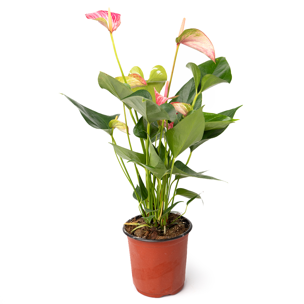 Антуриум бонус вим 14 40 (предзаказ)