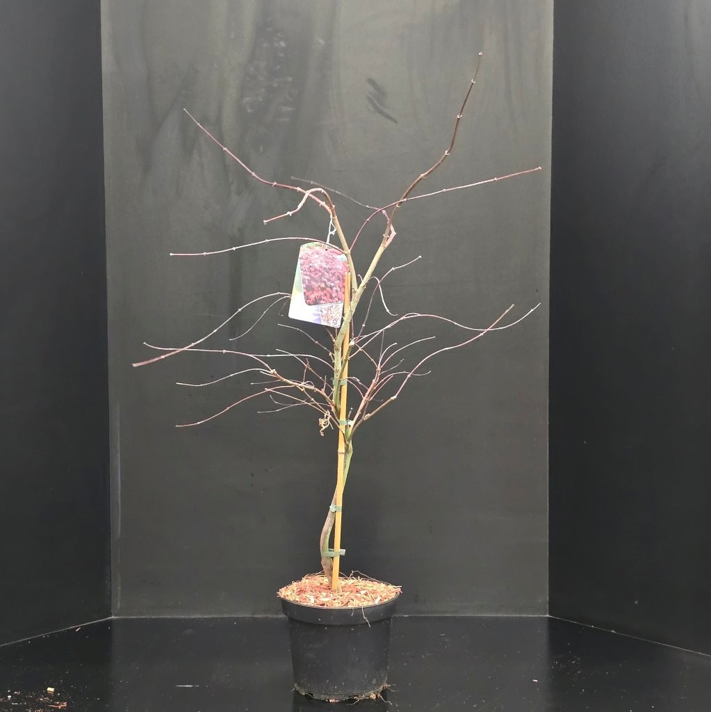 Acer palmatum Garnet, D 23