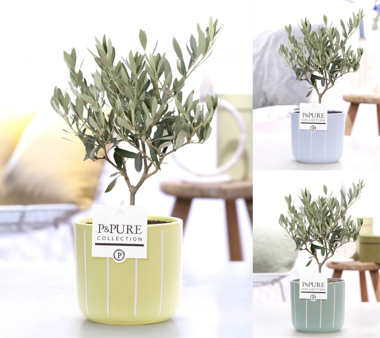 Olea Europaea in P&PURE Fleur ceramics ass. 3, D 12