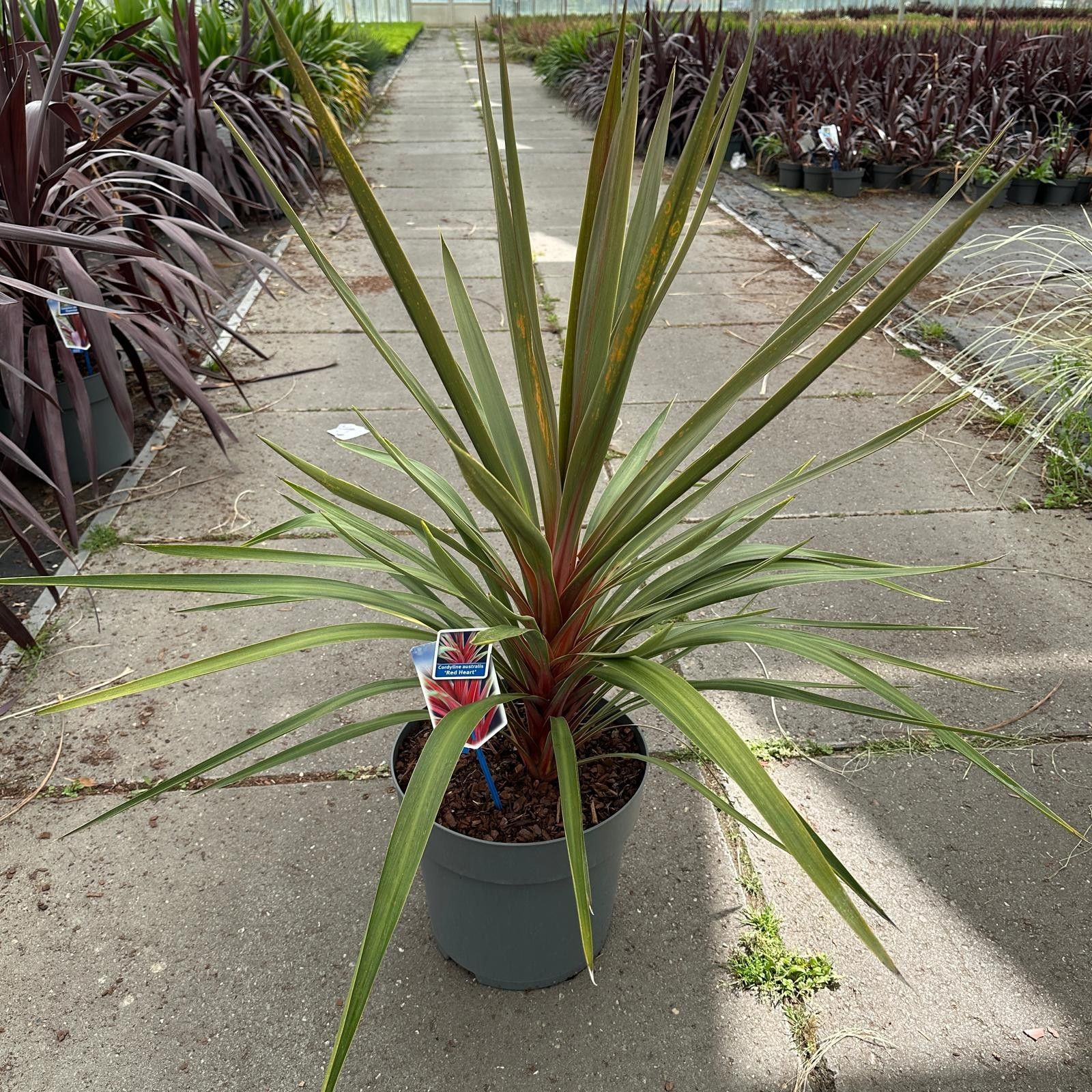 Cordyline australis 'Red Heart', D 32