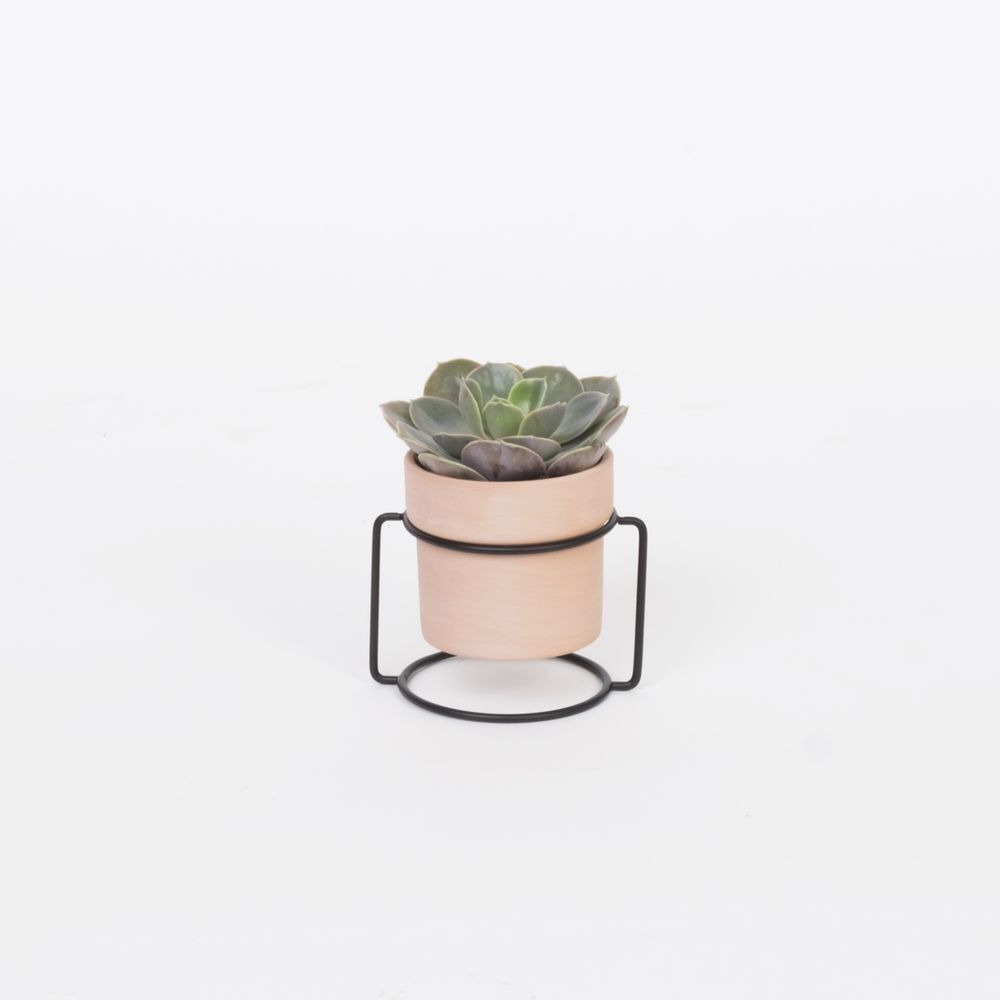 Pedestal Solo Terracotta with Succulent mix, D 6 cm