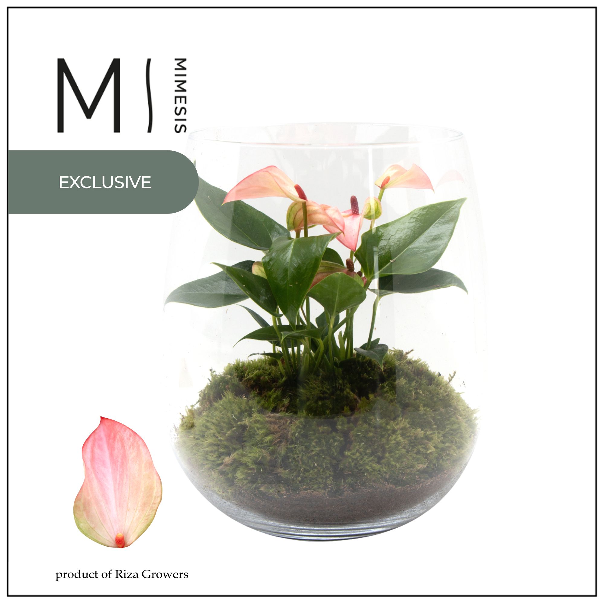 Mimesis Anthurium KARMA Hotlips - Juliette, D 14