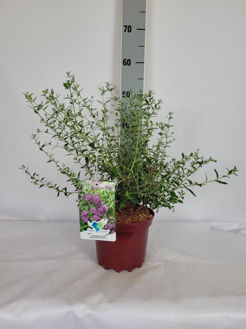 Buddleja alternifolia 'Unique' C3 30-40, D 19
