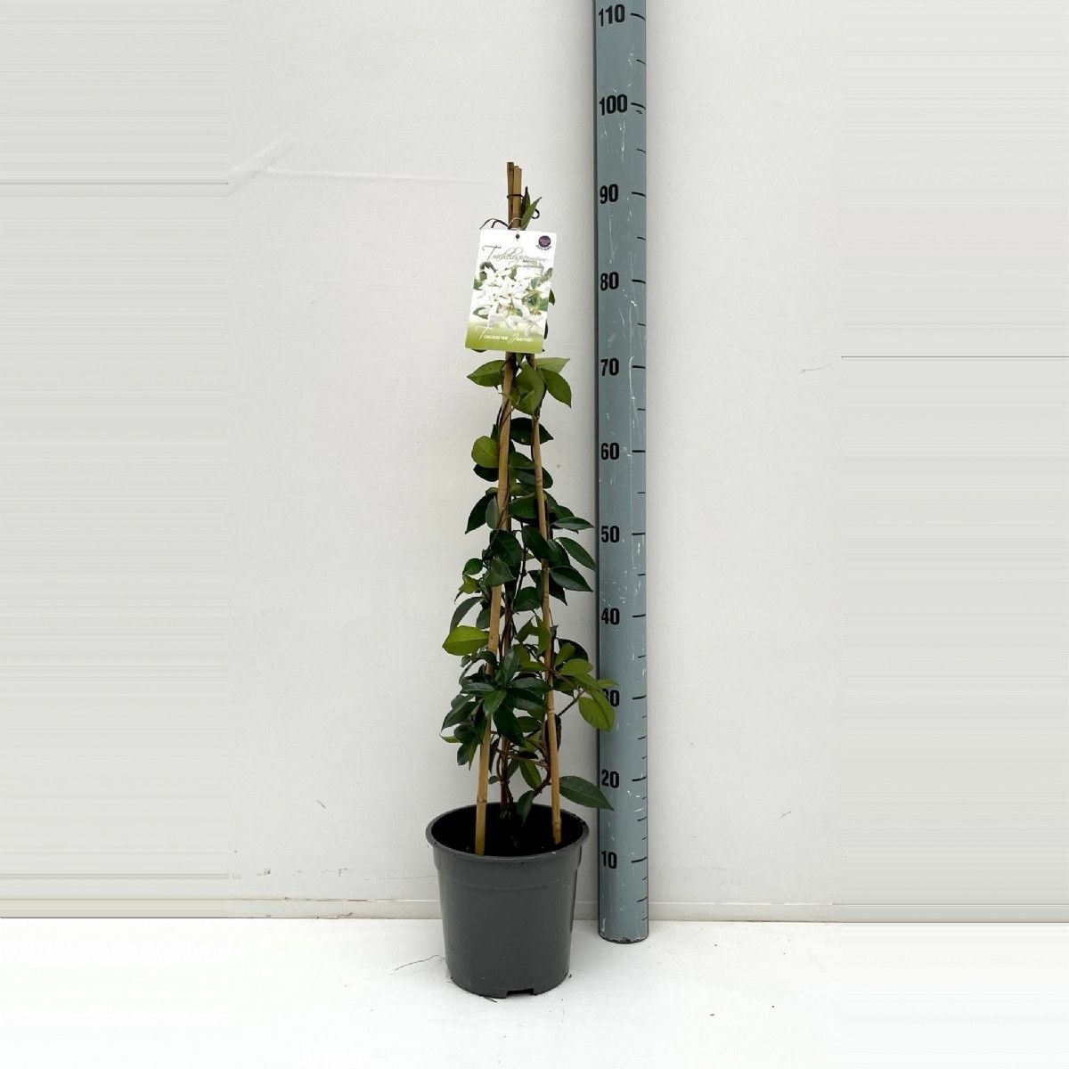 Trachelospermum jasminoides, D 19