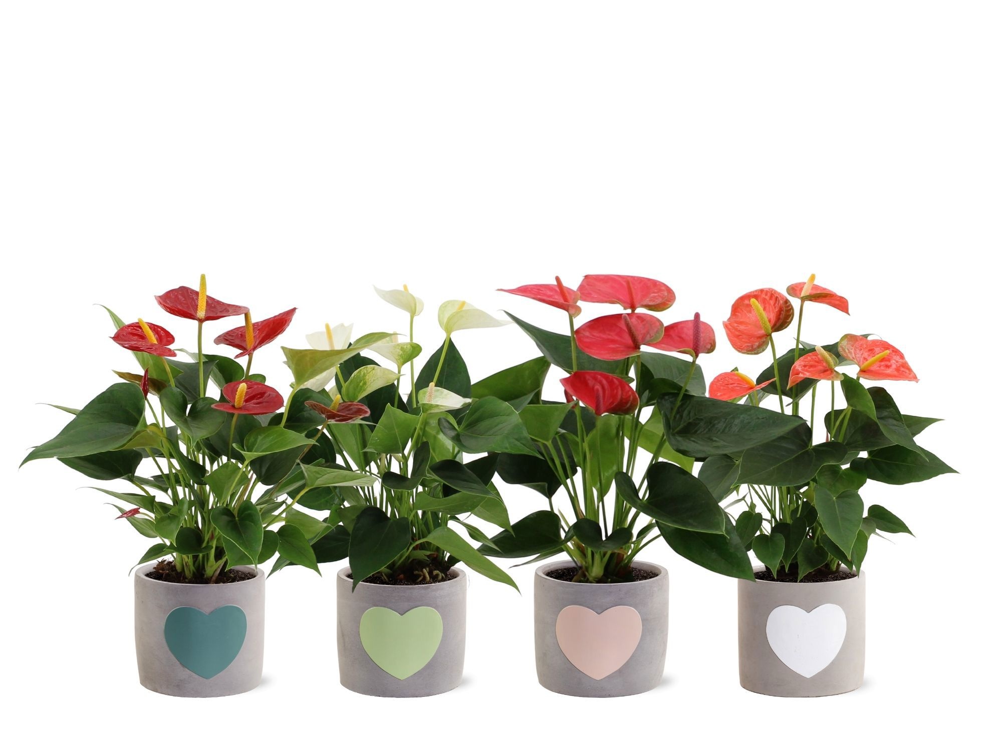Anthurium 4 color mix in Jolijn 3 ceramics, D 12