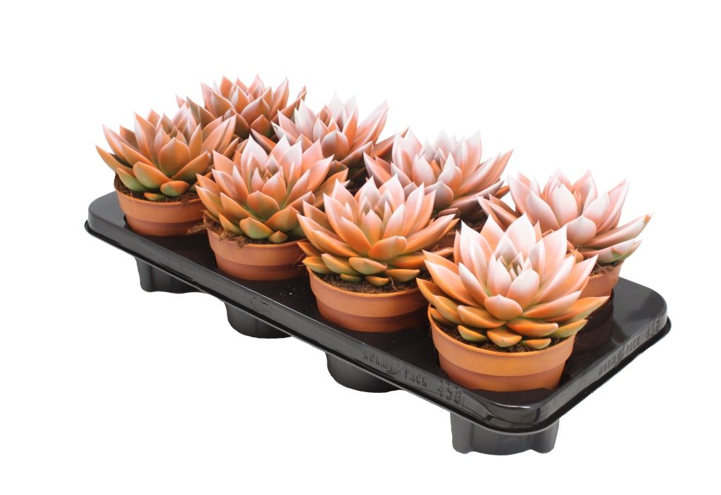 Miranda bicoloured orange/white, D 12