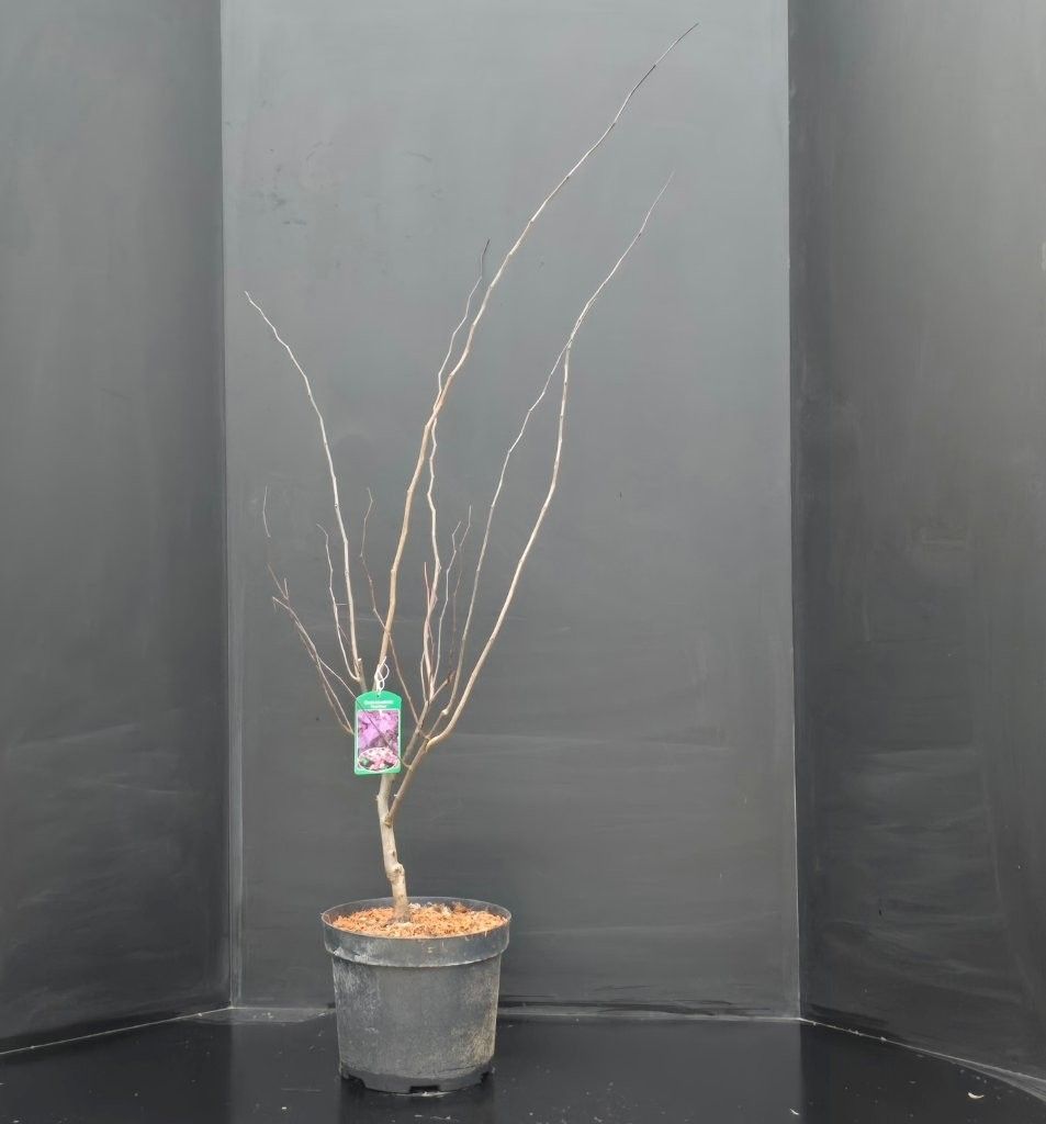 Cercis canadensis 'Forest Pansy', D 29