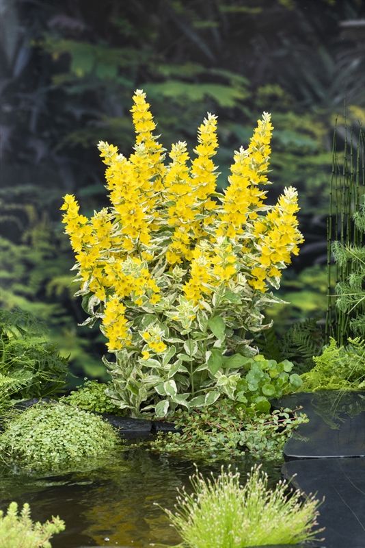 Lysimachia 'Variegata', D 9