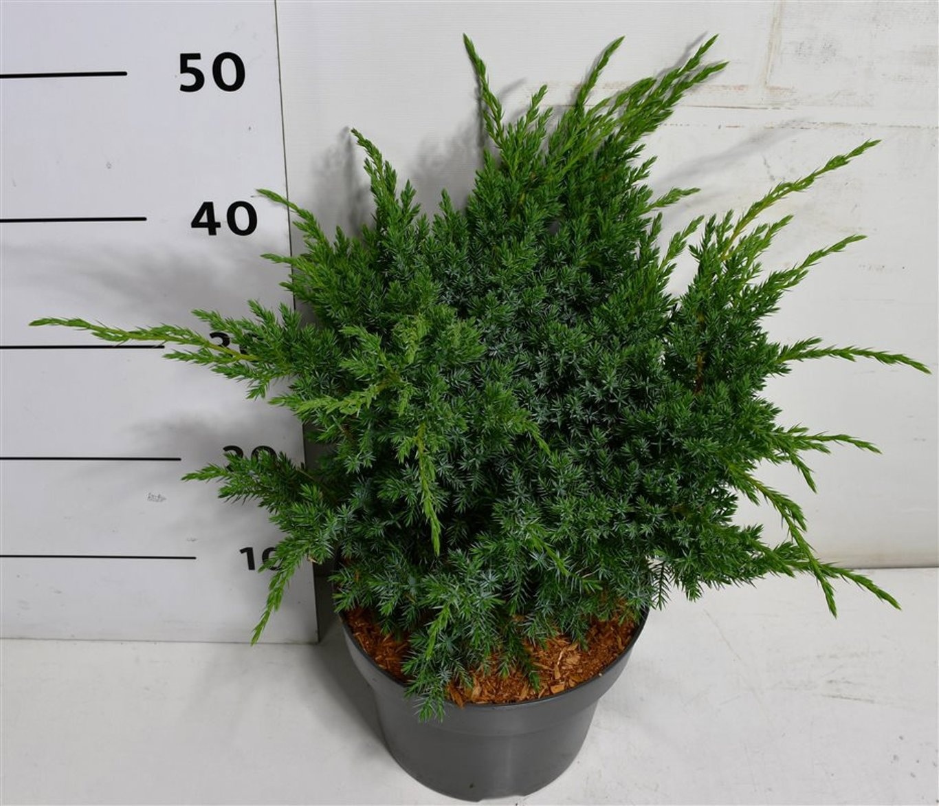 Juniperus squamata 'Blue Swede', D 23