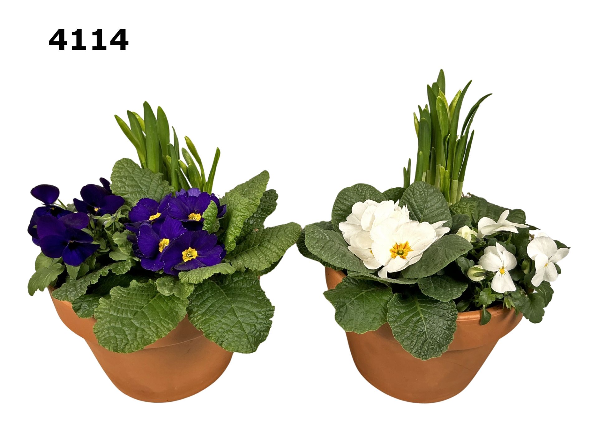 Voorjaar roodsteen azalea pot L, D 17