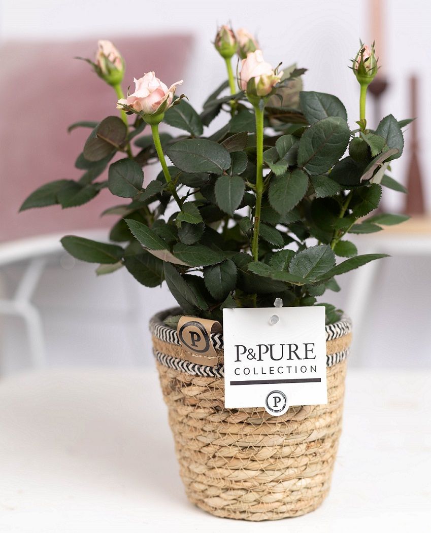 Rosa light pink in P&PURE Basket 6, D 12