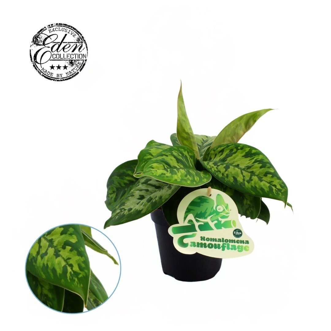 Homalomena Camouflage 12cm, D 12