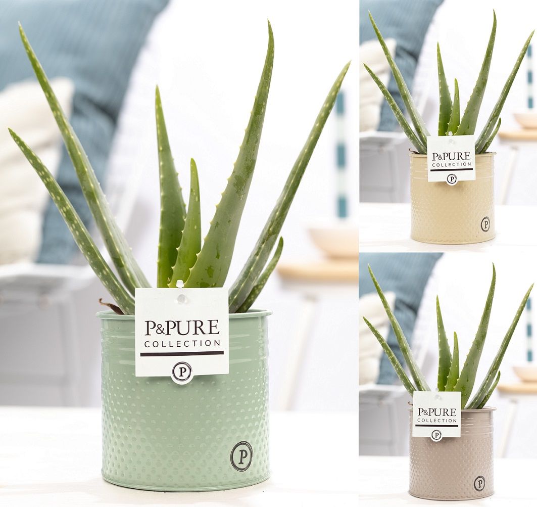 Aloe Vera in P&PURE zinc Louise 4 ass. 3, D 12