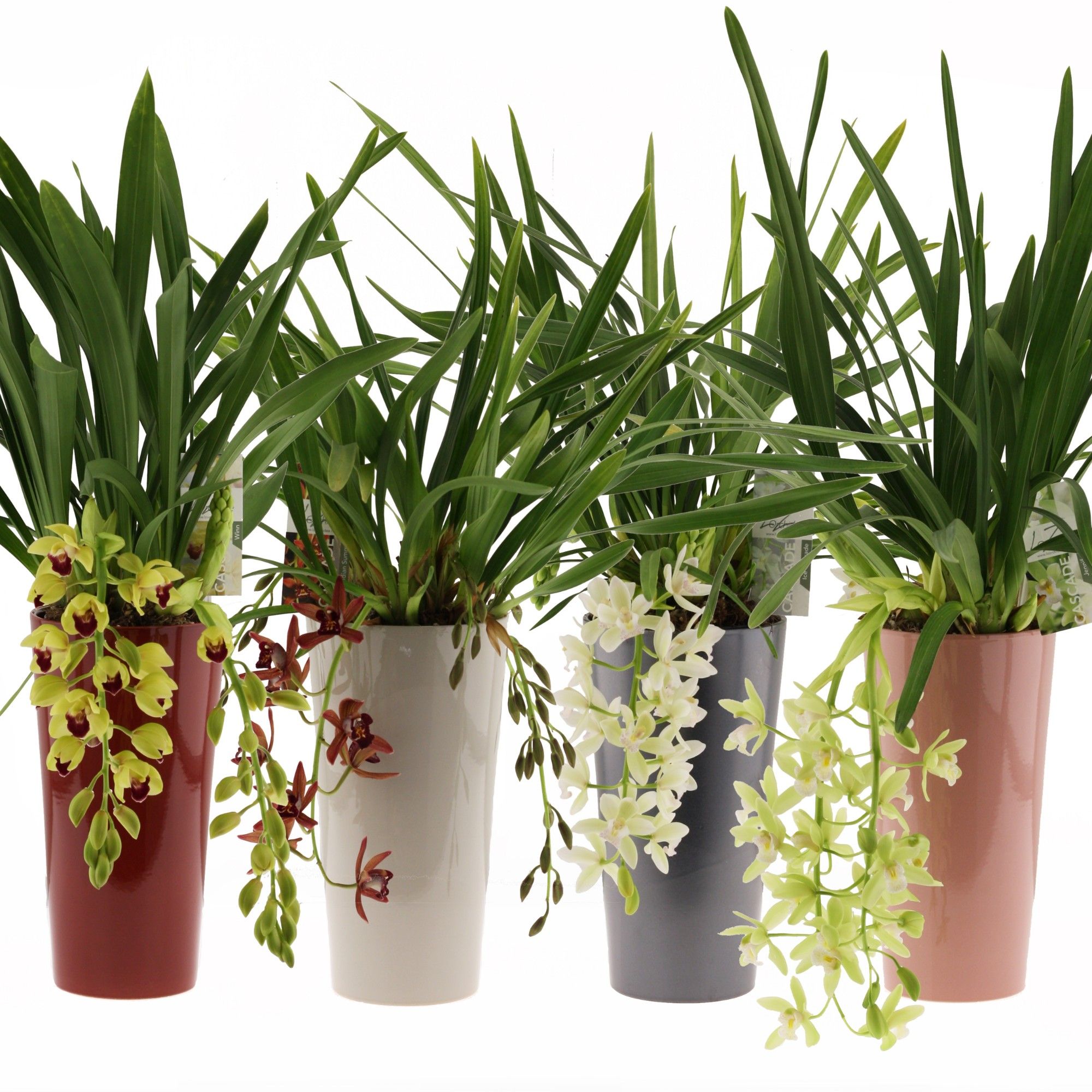 mix cascade 3-4 tak, incl. keramieke pot mix, D 14