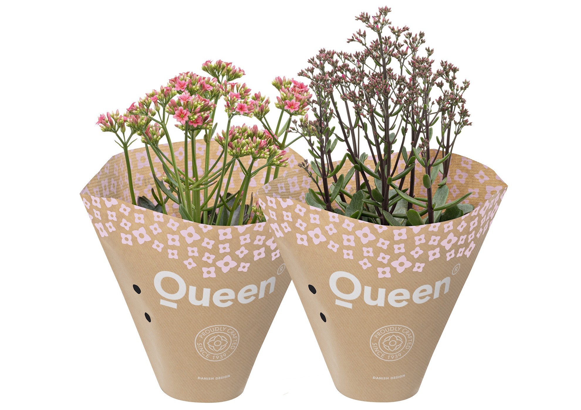 KALAN.LAC.ARTS.HYB. 'WildFlowers mix', D 11