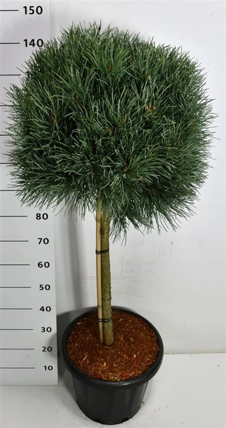 Pinus sylvestris 'Watereri', D 38