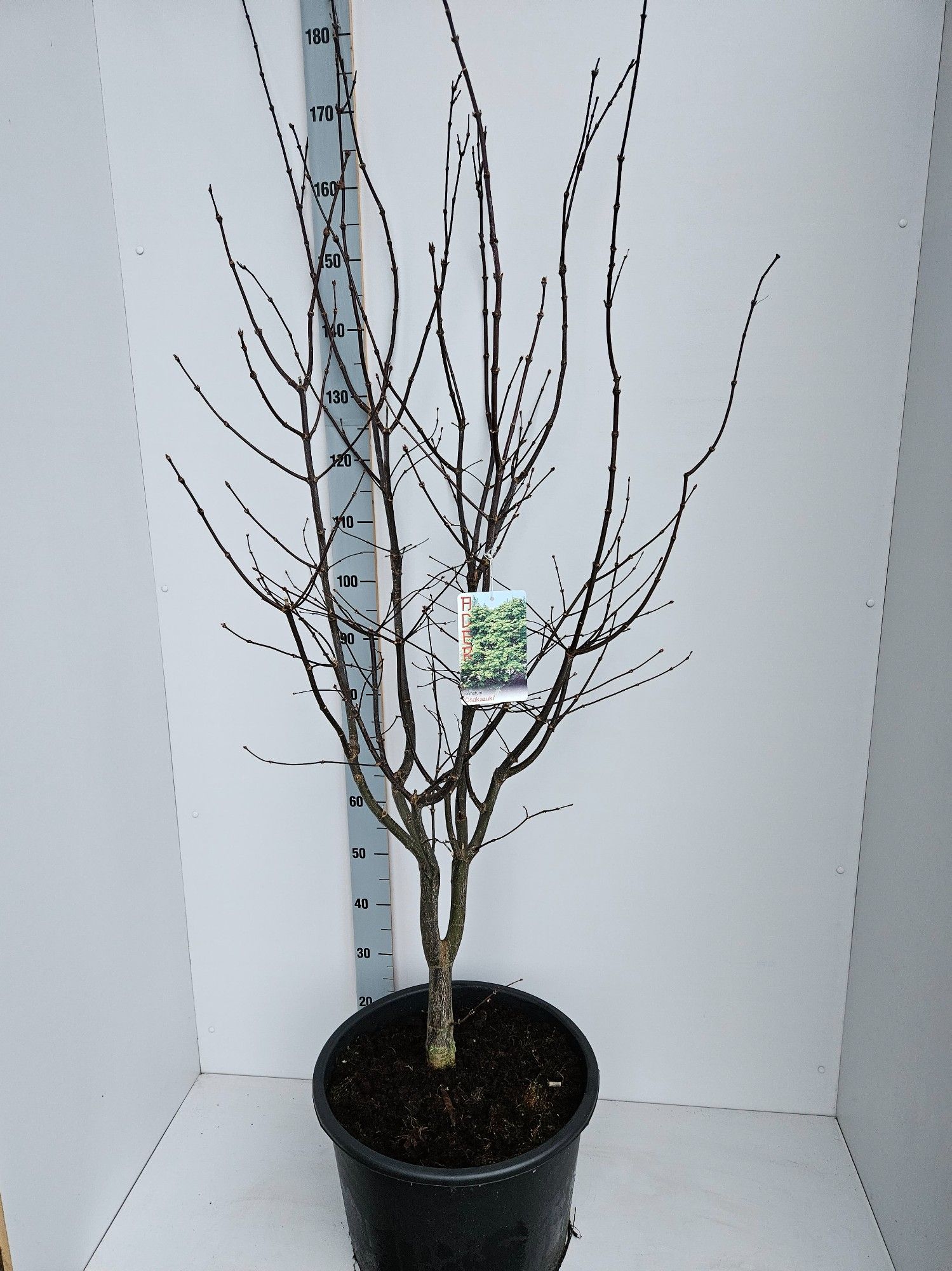 Acer palmatum 'Osakazuki', D 43