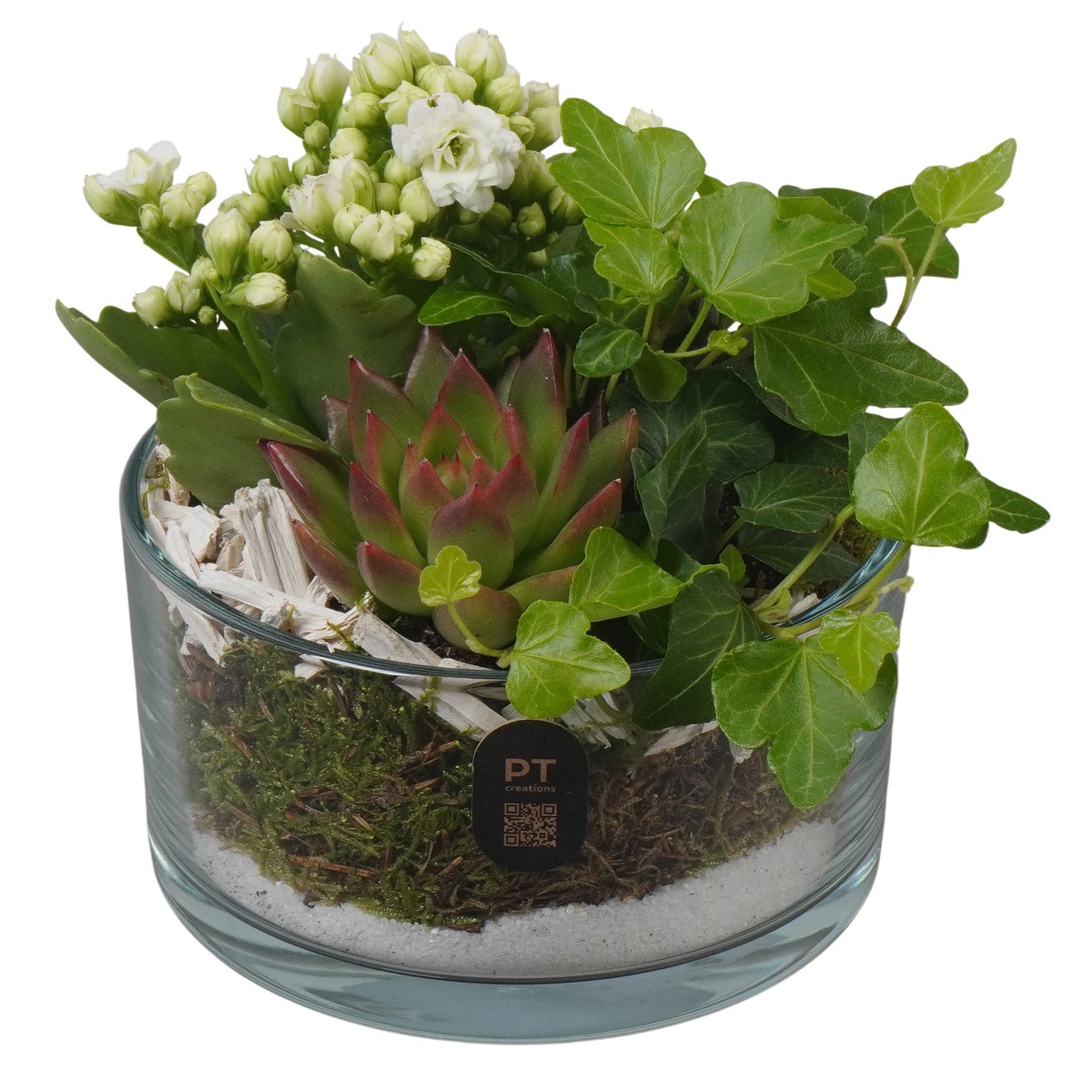 PTIG2602 Arrangement Indoor in glas schaal, D 14