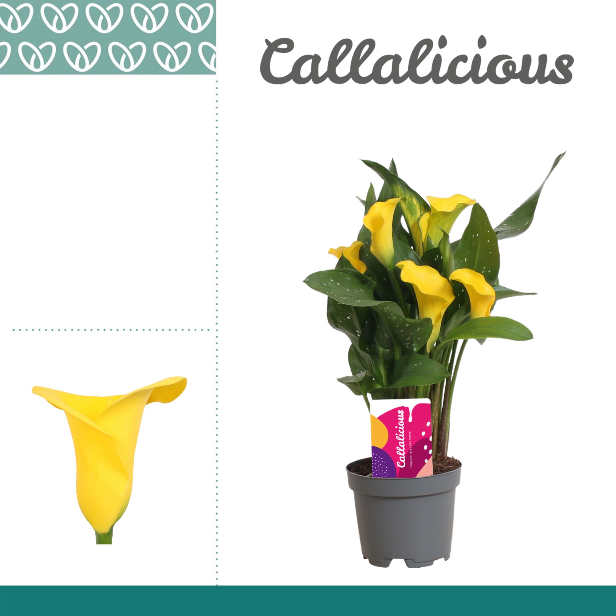 Zantedeschia (Calla) Geel, D 10,5