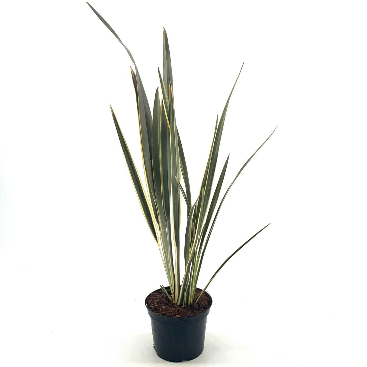 Phormium tenax Brown Sugar, D 17