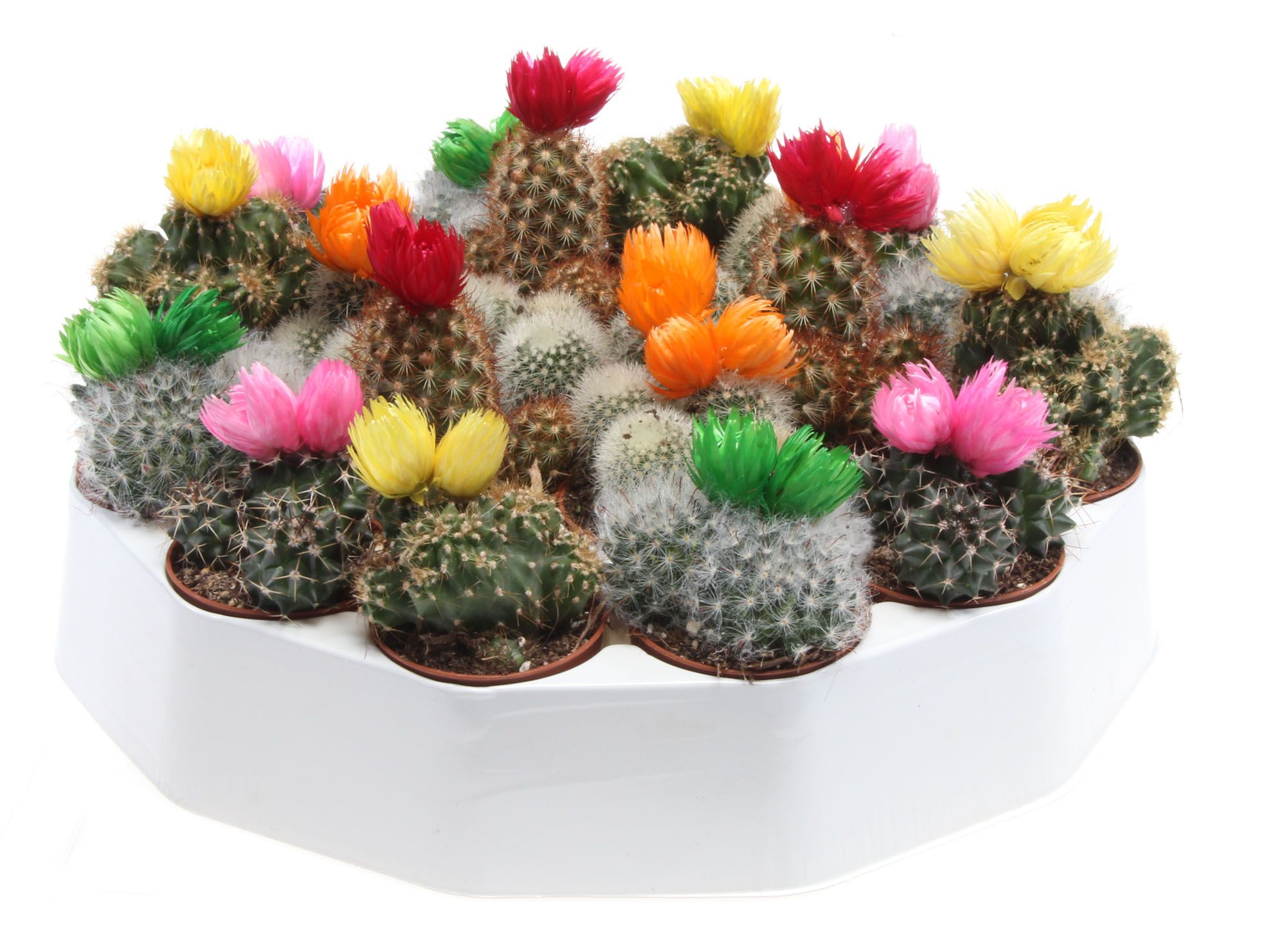 Cactus deocratie strobloem rondo, D 5,5