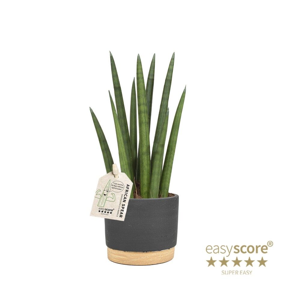 Woodbase Liquorice, Sansevieria cylindrica ´Rocket´, D 10