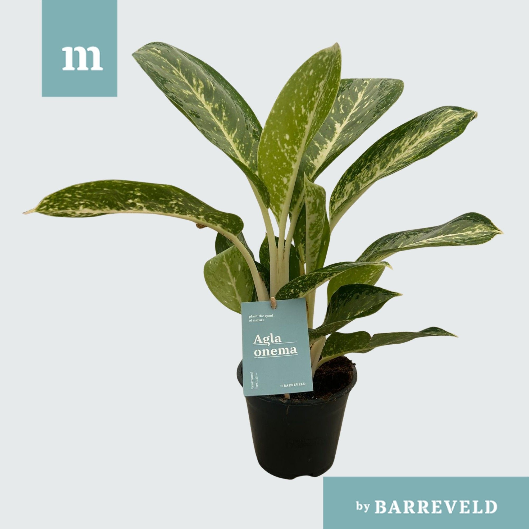 Green Agla 'Anouk', D 14