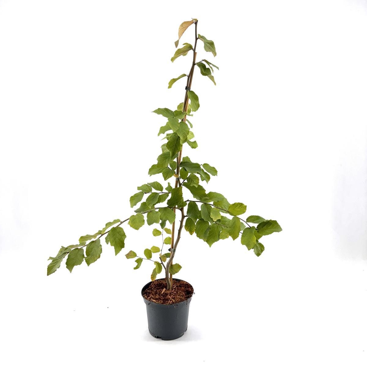 Parrotia persica, D 19