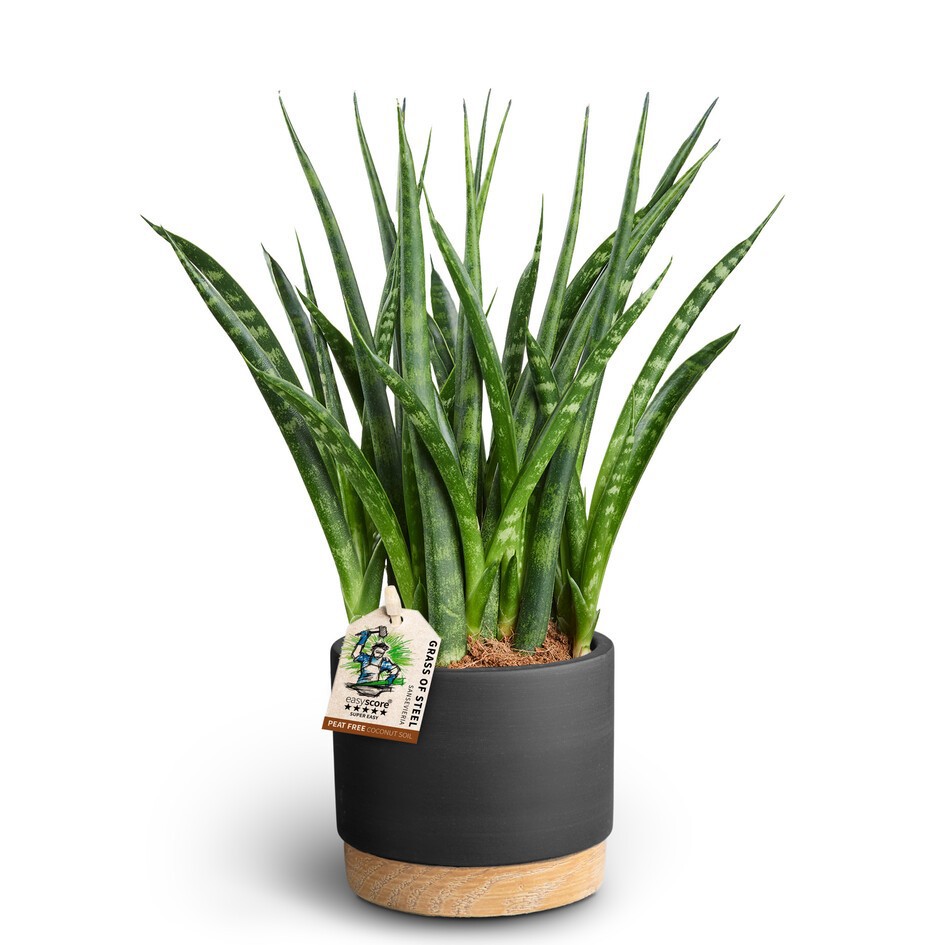 SANSEVIERIA PARVA 40932590 WB Liq. 'FERNWOOD', D 10