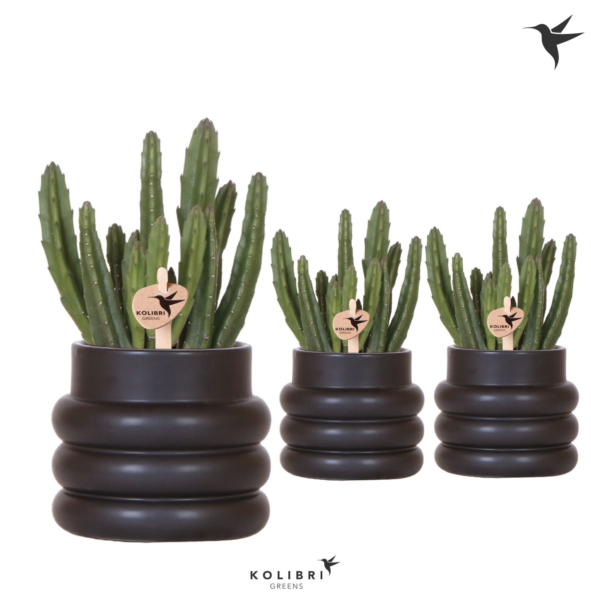 Kolibri Greens Stapelia Leendertziae in Bubble pot black, D 9