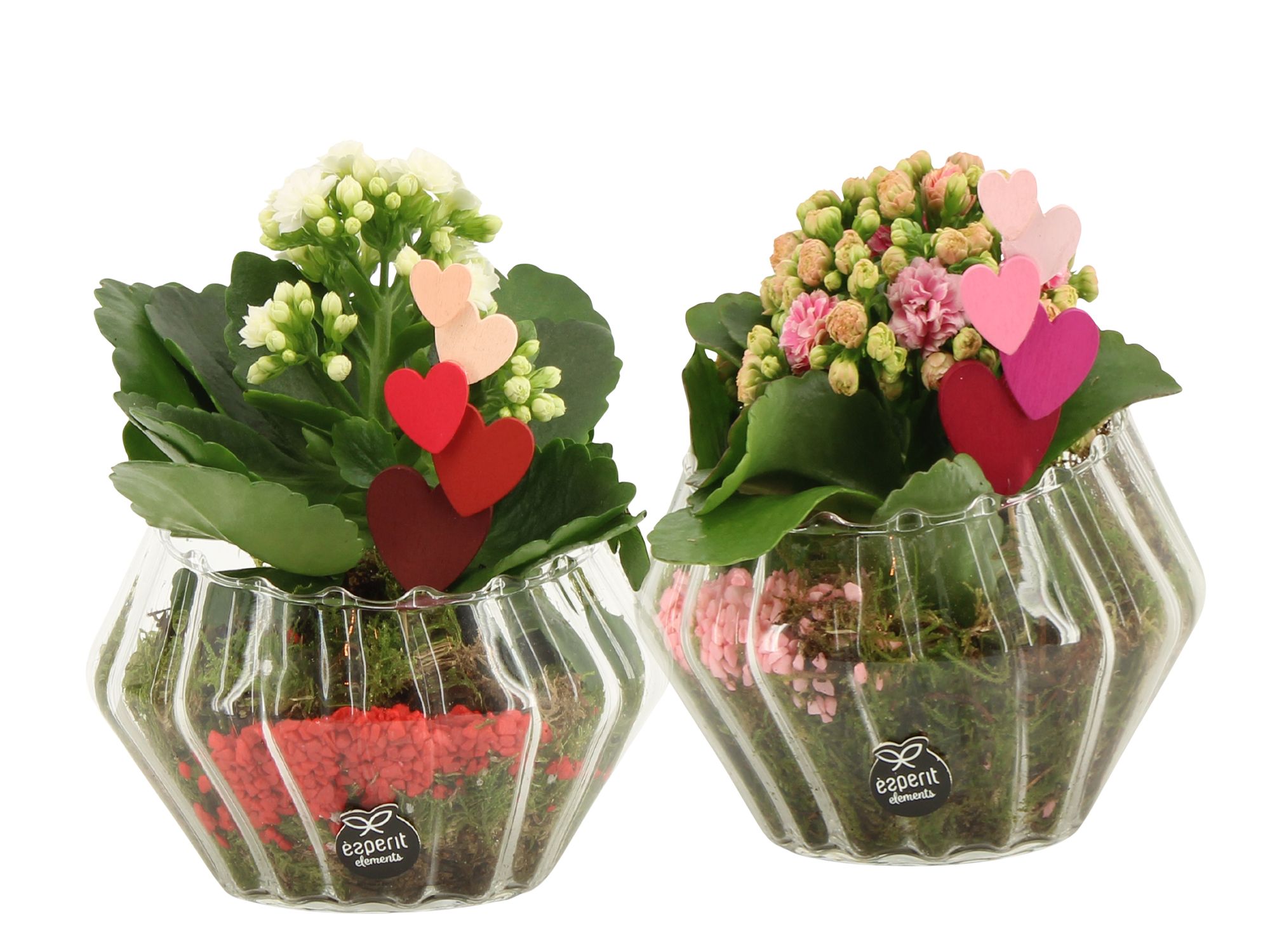 21798: Lovess arrangement, D 15