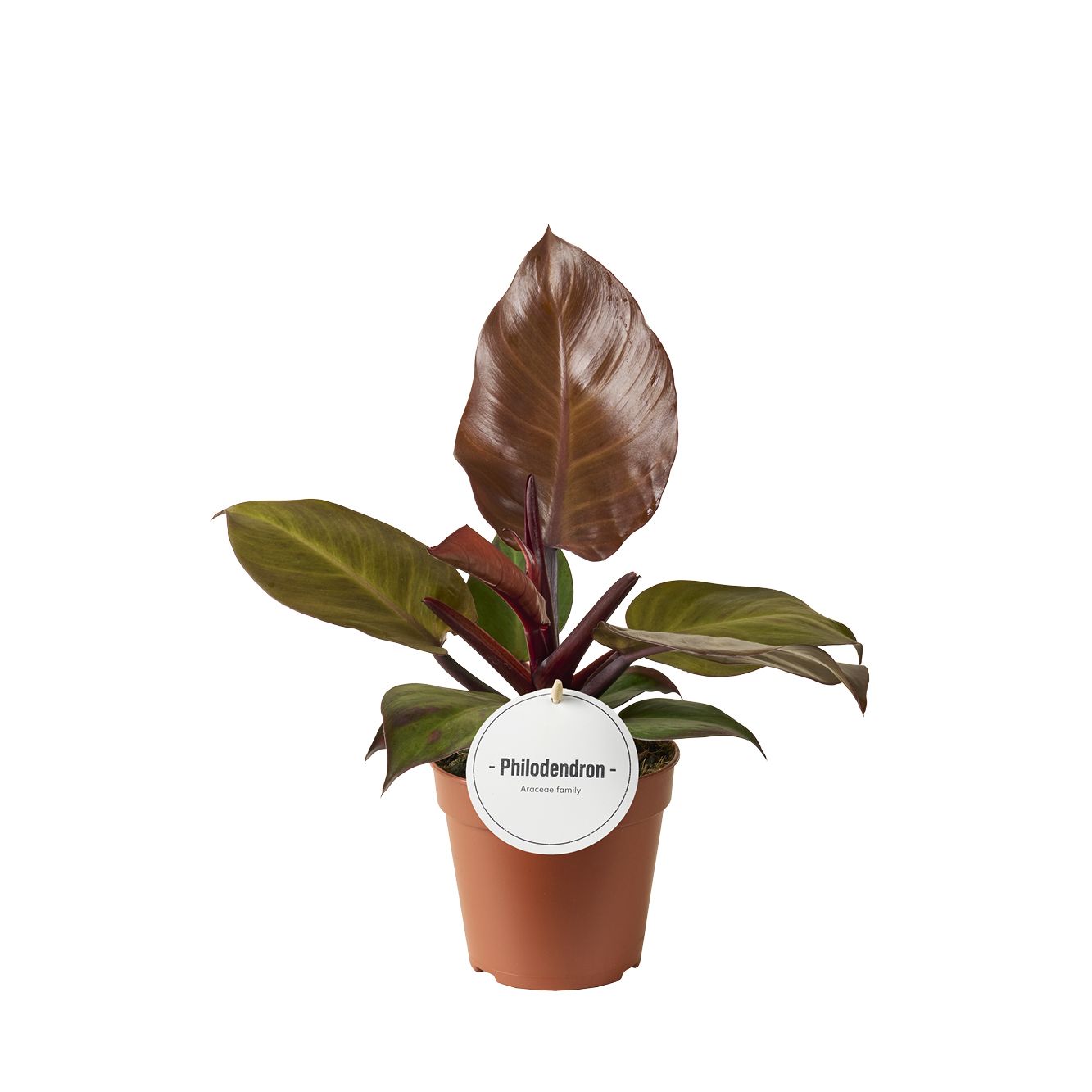 Philodendron McColley's Finale, D 12