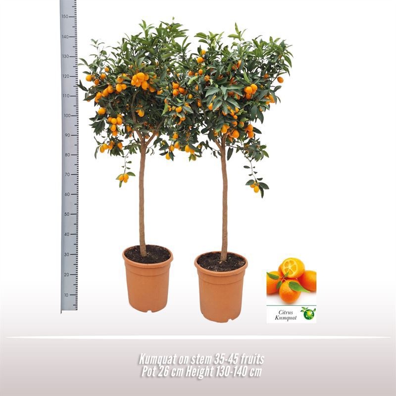 Kumquat op stam, D 26